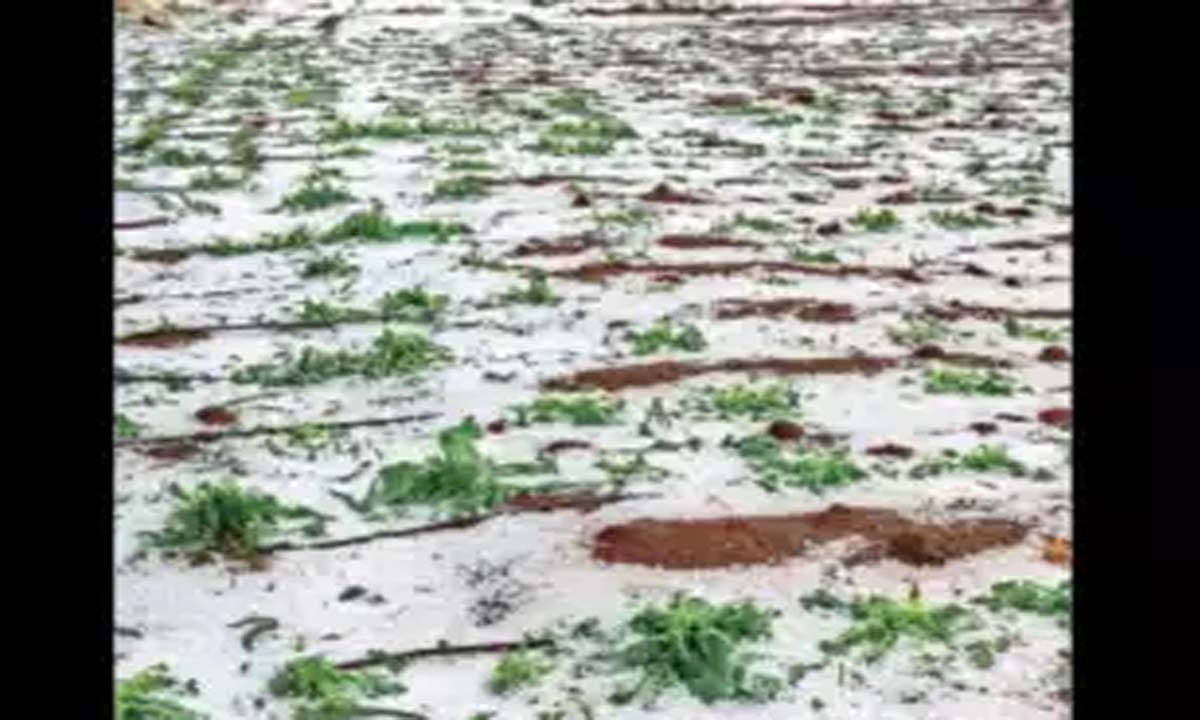 एक लाख हेक्टेयर भूमि में खड़ी फसलें प्रभावित
