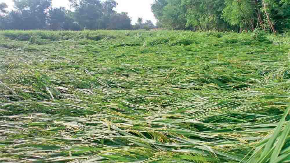 ग्राम सेवकों ने आणंद जिले के मावठा से कृषि घाटे का सर्वेक्षण शुरू किया