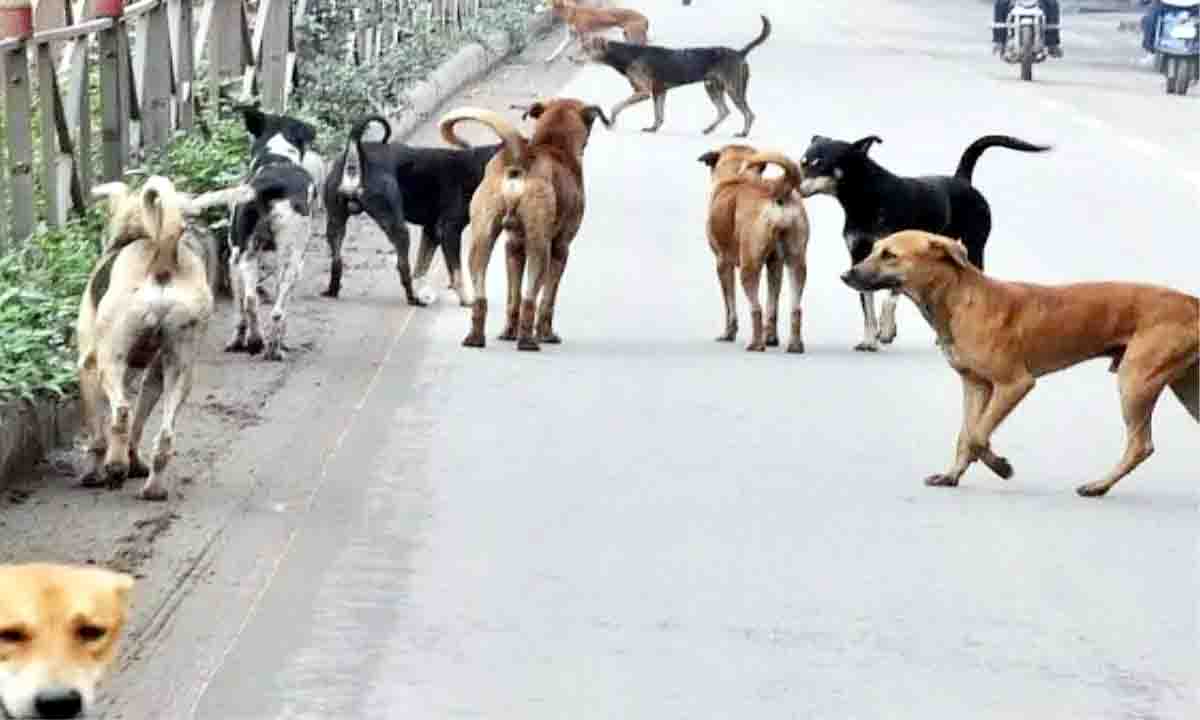 आवारा कुत्तों ने मासूम को बनाया शिकार ,जानें मामला
