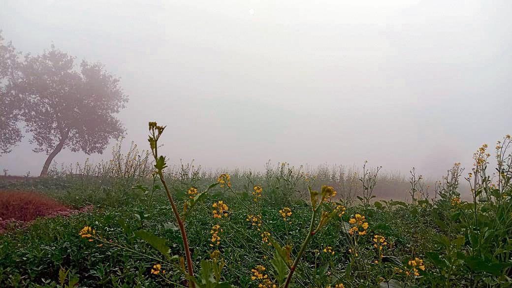 Haryana : विशेषज्ञों का कहना है कि तापमान में गिरावट का गेहूं की फसल पर सकारात्मक प्रभाव पड़ेगा