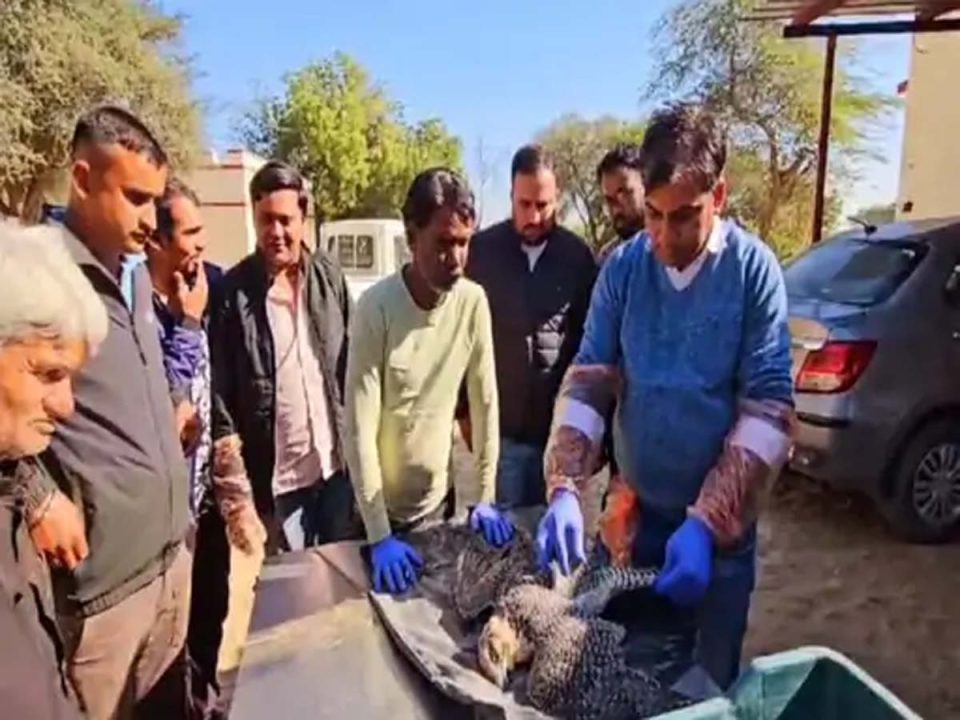 भारत-पाक सीमा: ट्रेंड शिकारी बाज की मौत, जांच में जुटी सुरक्षा एजेंसियां