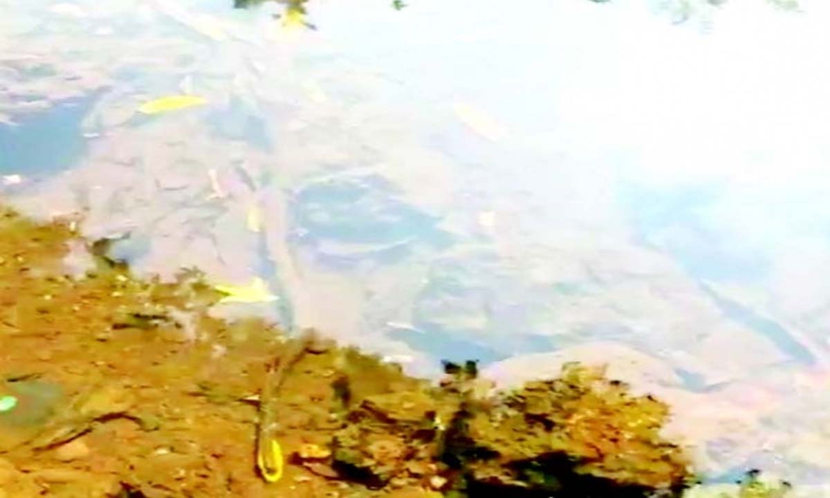 Goa News: संगुएम नदी चिकन कचरे से प्रदूषित
