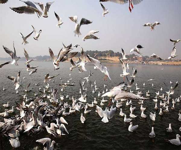 Jharkhand : रांची पहुंच रहे विदेशी मेहमान 'साइबेरियन', बड़ा तालाब को अपना डेरा बनाया