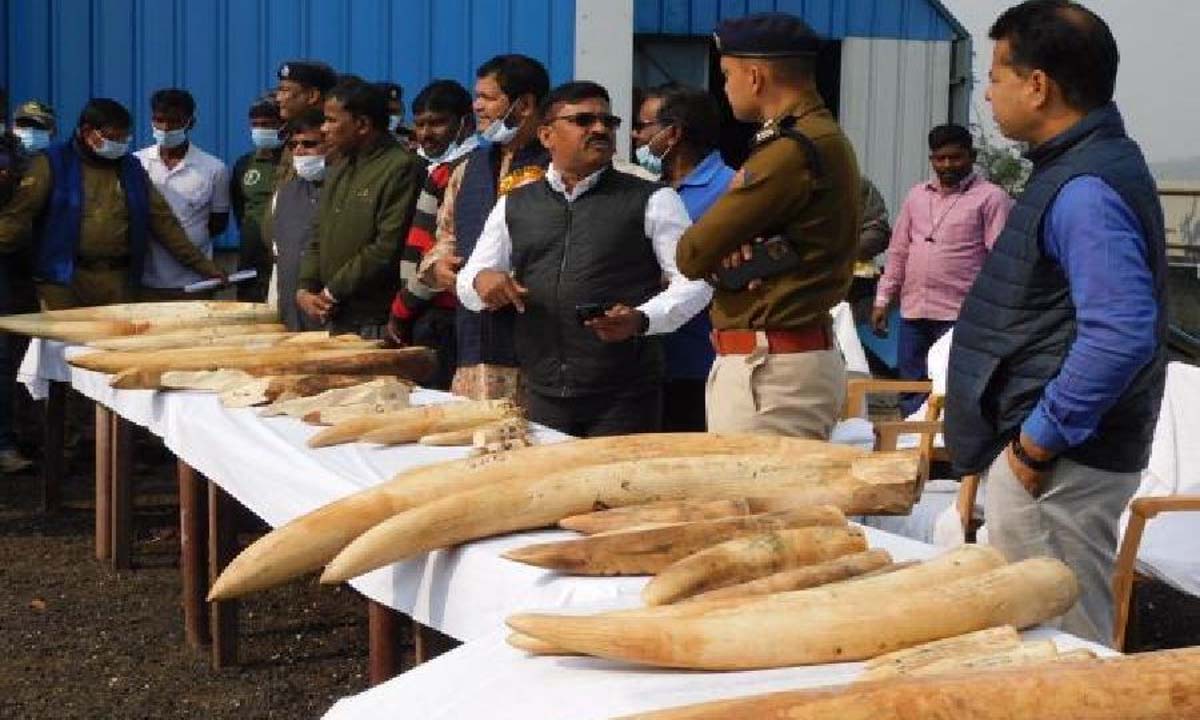 Bengal News: वन विभाग ने 'सफेद सोना' नष्ट करने के लिए 270 किलोग्राम वजनी हाथी दांत के 53 टुकड़े जलाए