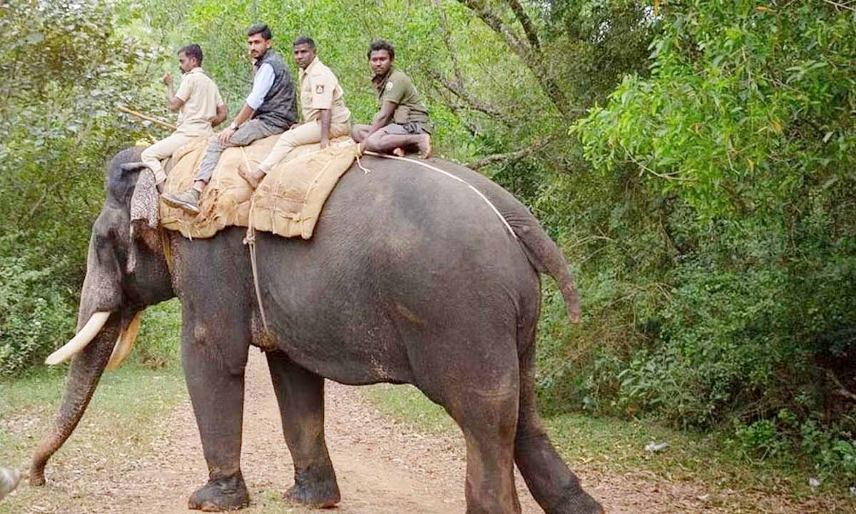 अर्जुन को कोई गोली नहीं लगी पशुचिकित्सक ने पुष्टि की