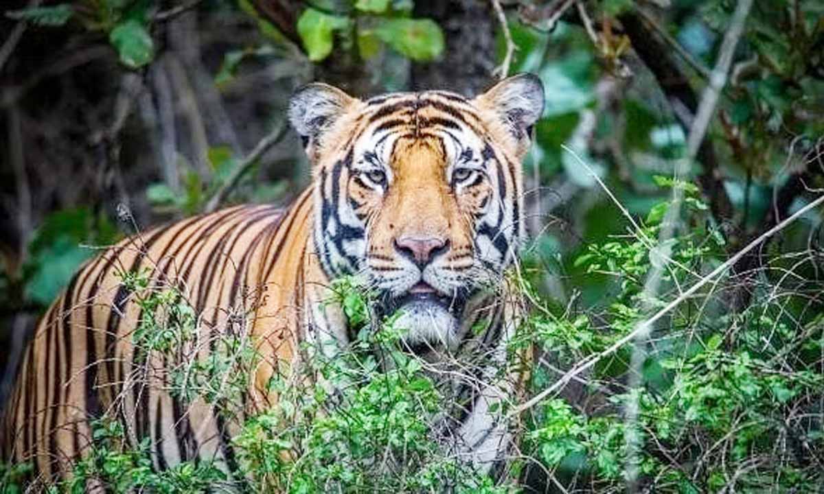 वायनाड में 'संदिग्ध' बाघ के हमले में एक व्यक्ति की मौत पर निवासियों ने विरोध प्रदर्शन