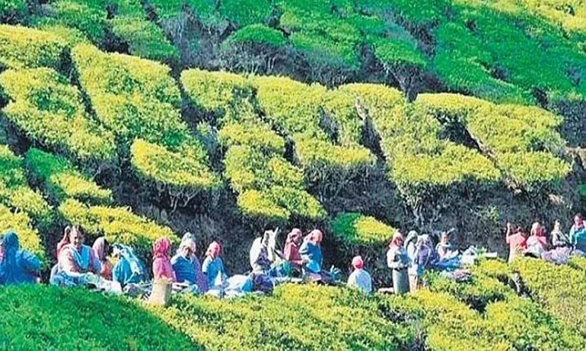 केरल में संपूर्ण बागान भूमि पर बहु-फसली खेती की अनुमति देने का प्रस्ताव