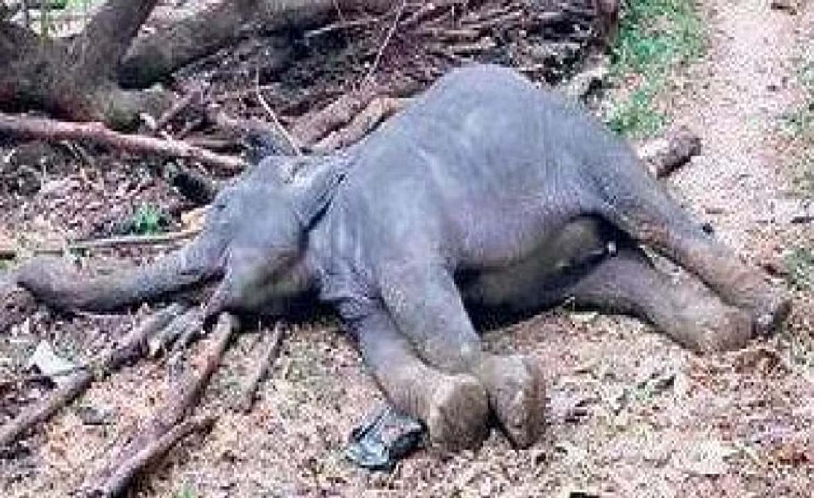 Tamil Nadu News: पचमलाई एस्टेट में हाथी का बच्चा मृत पाया