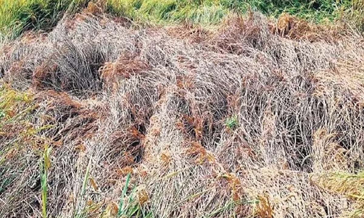 ओडिशा के किसान चक्रवात से हुए नुकसान के सर्वेक्षण से नाखुश