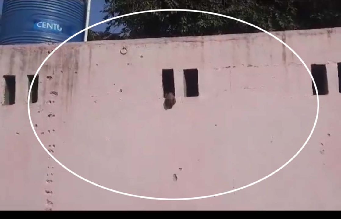 शौचालय के अंदर से आ रही थी आवाज, हुआ ऐसा खुलासा लोग रह गए सन्न, VIDEO
