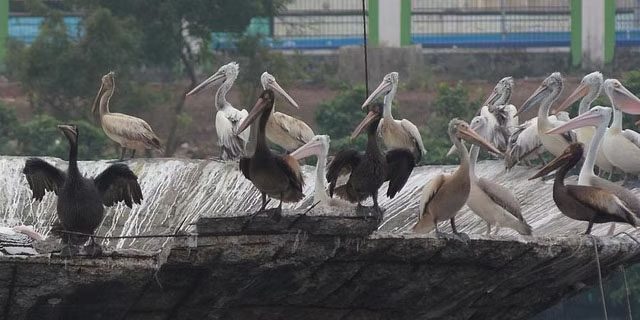 सीपीसीएल ने दंडमुक्ति का दावा करते हुए कहा कि तमिलनाडु सरकार उस पर 'अनुचित' आरोप लगा रही है
