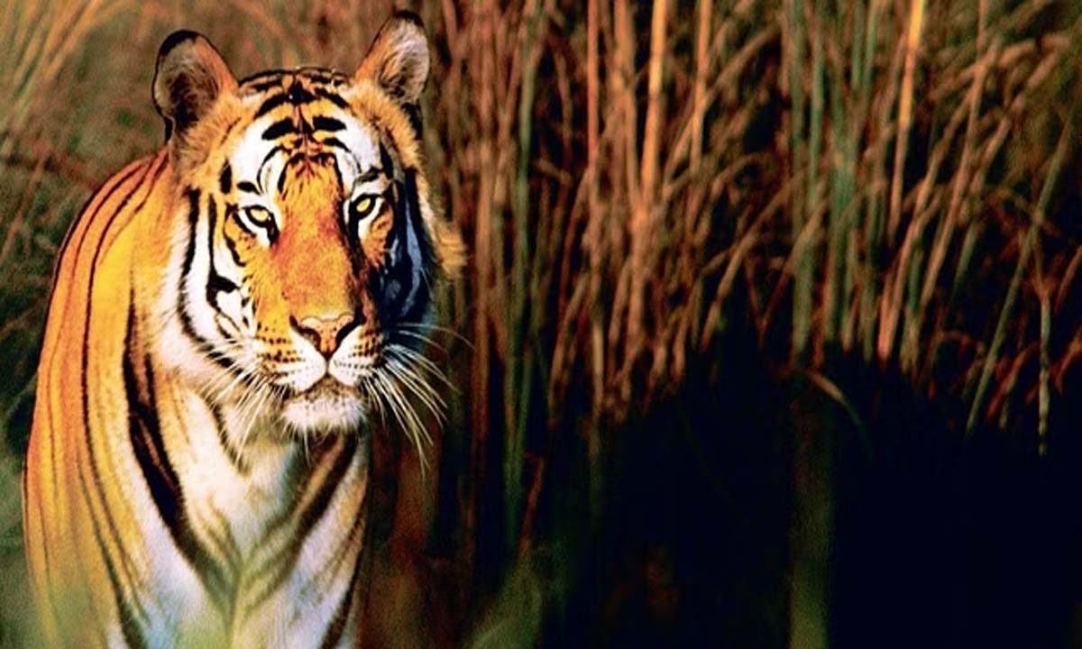 अल्मोडा में 6,000 फीट की ऊंचाई पर देखा गया बाघ