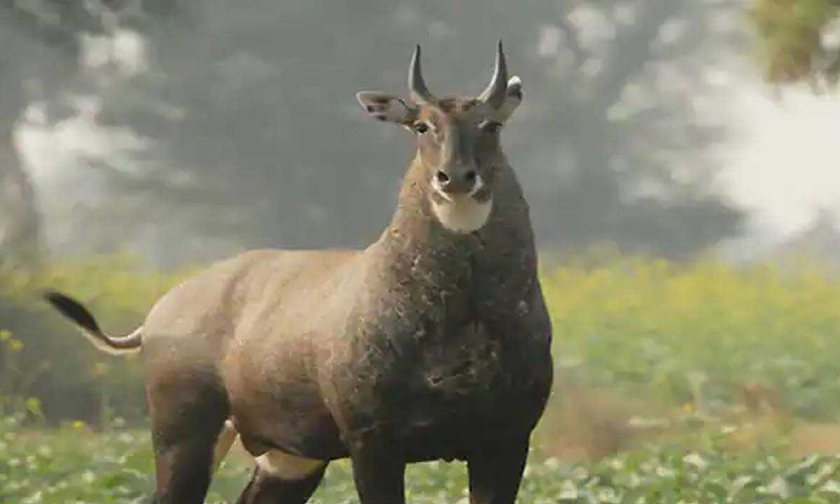 मोटरसाइकिल सवार दो युवकों की मौत, टकराए नीलगाय से