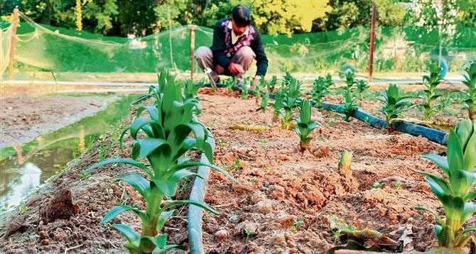 पंजाब का पहला ट्यूलिप गार्डन पीएयू, लुधियाना में बनेगा