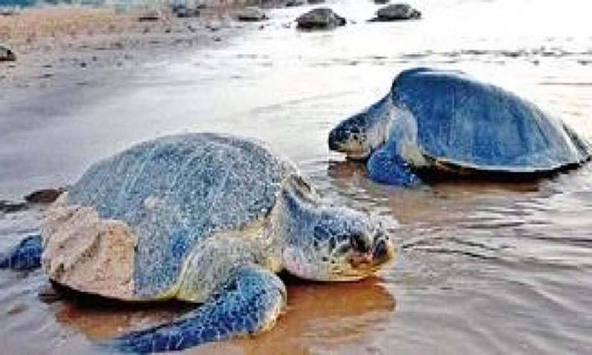 ओलिव रिडलेज़ ओडिशा के गहिरमाथा समुद्री अभयारण्य में आते