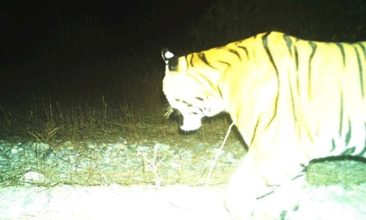 Bengal News: बक्सा टाइगर रिजर्व में ट्रैप कैमरे द्वारा रॉयल बंगाल टाइगर की तस्वीर खींची गई