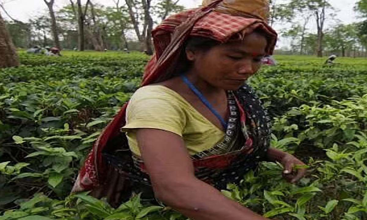 तिनसुकिया में छोटे चाय उत्पादकों के लिए कार्यशाला आयोजित की गई
