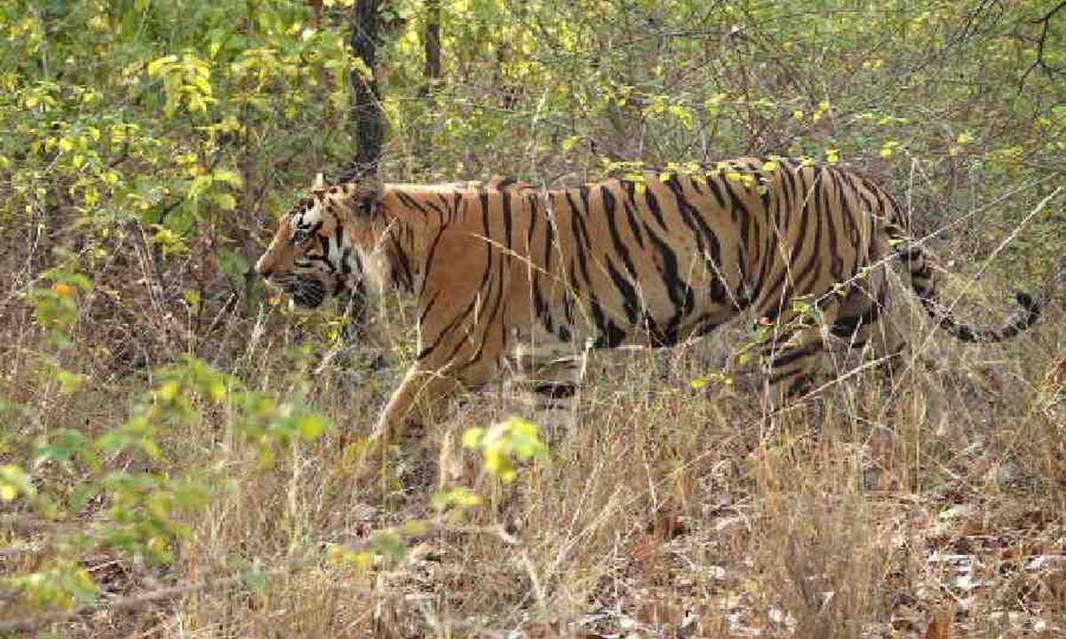 झारखंड में पलामू टाइगर रिजर्व को बाघिनों की जरूरत: पीटीआर अधिकारी