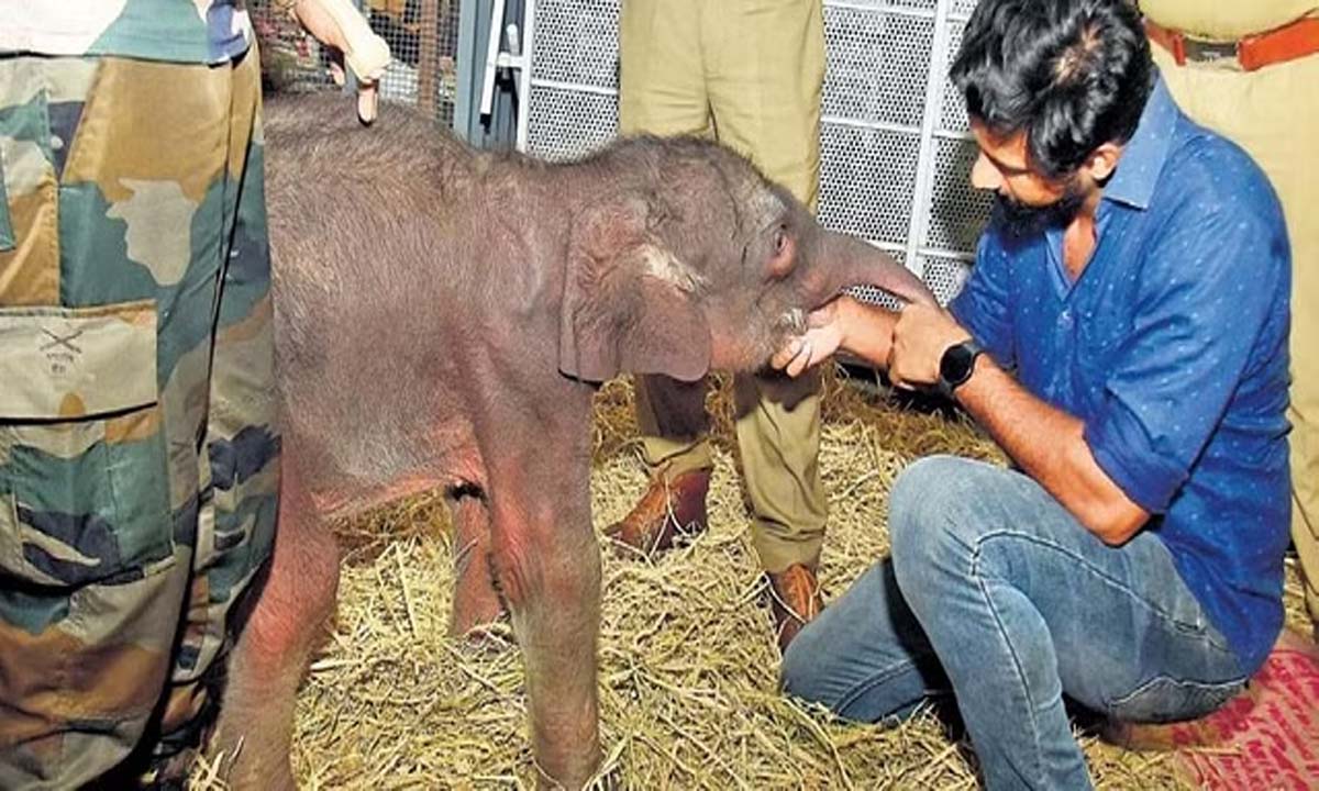 परित्यक्त हाथी का बच्चा जिंदगी की जंग हार गया
