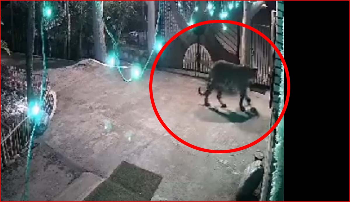 रिजॉर्ट में घुसा बाघ, चहलकदमी करता हुआ सीसीटीवी में कैद, देखें