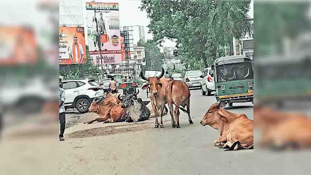आणंद में ऐसीताइसी नगर पालिका में एक भी आवारा मवेशी का पंजीकरण नहीं किया गया