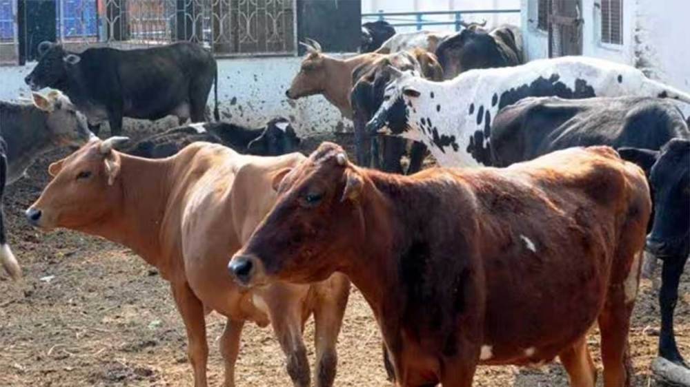 सरकार एक हफ्ते में गायों की मौत की जांच कर रिपोर्ट देगी