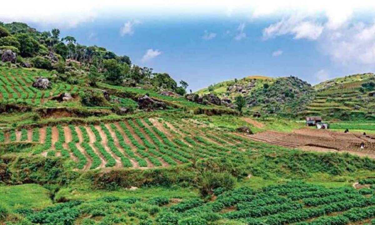 सब्जियां असम के बाजारों में निर्यात करने में सक्षम