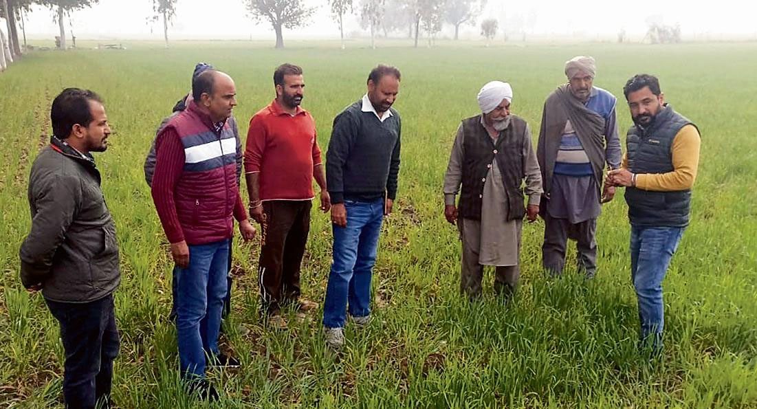 गुलाबी तना छेदक कीट ने गेहूं की फसल को नुकसान पहुंचाया, पंजाब किसानों ने अवशेष जुताई को जिम्मेदार ठहराया