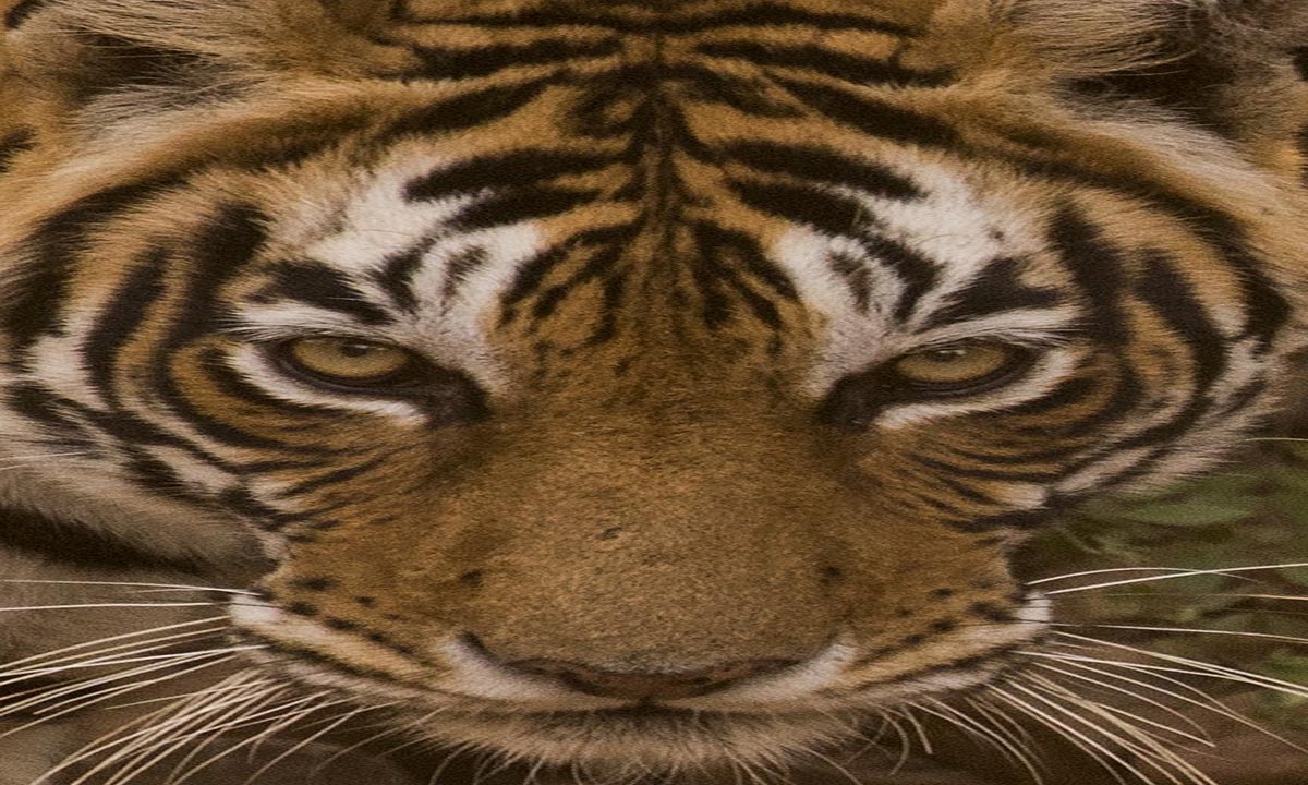 पिंजरे में बंद नरभक्षी बाघ को मारने की मांग को लेकर विरोध किया