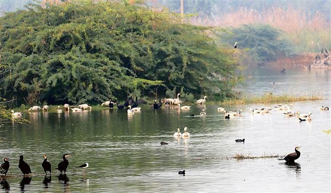 Haryana : सर्दी में देरी के कारण कम पर्यटक आये
