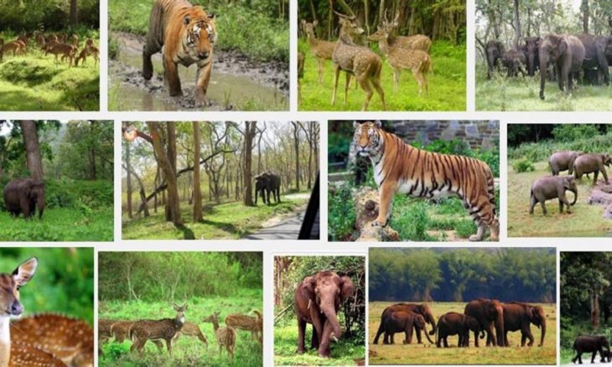 वन्यजीव अभयारण्यों को तर्कसंगत बनाने की स्थिति का किया आकलन