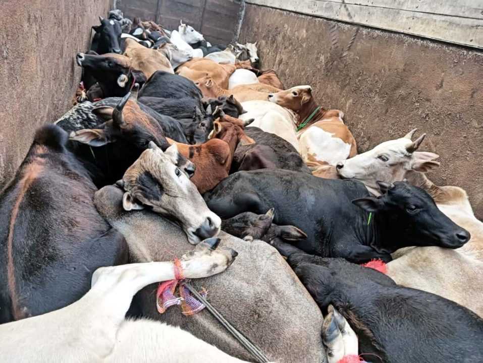 दो ट्रक से 70 मवेशी बरामद