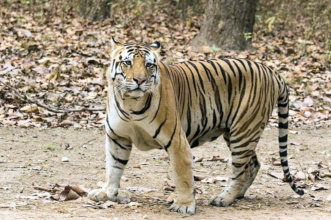 चार साल के बालक को उठा ले गया बाघ, मचा हड़कंप