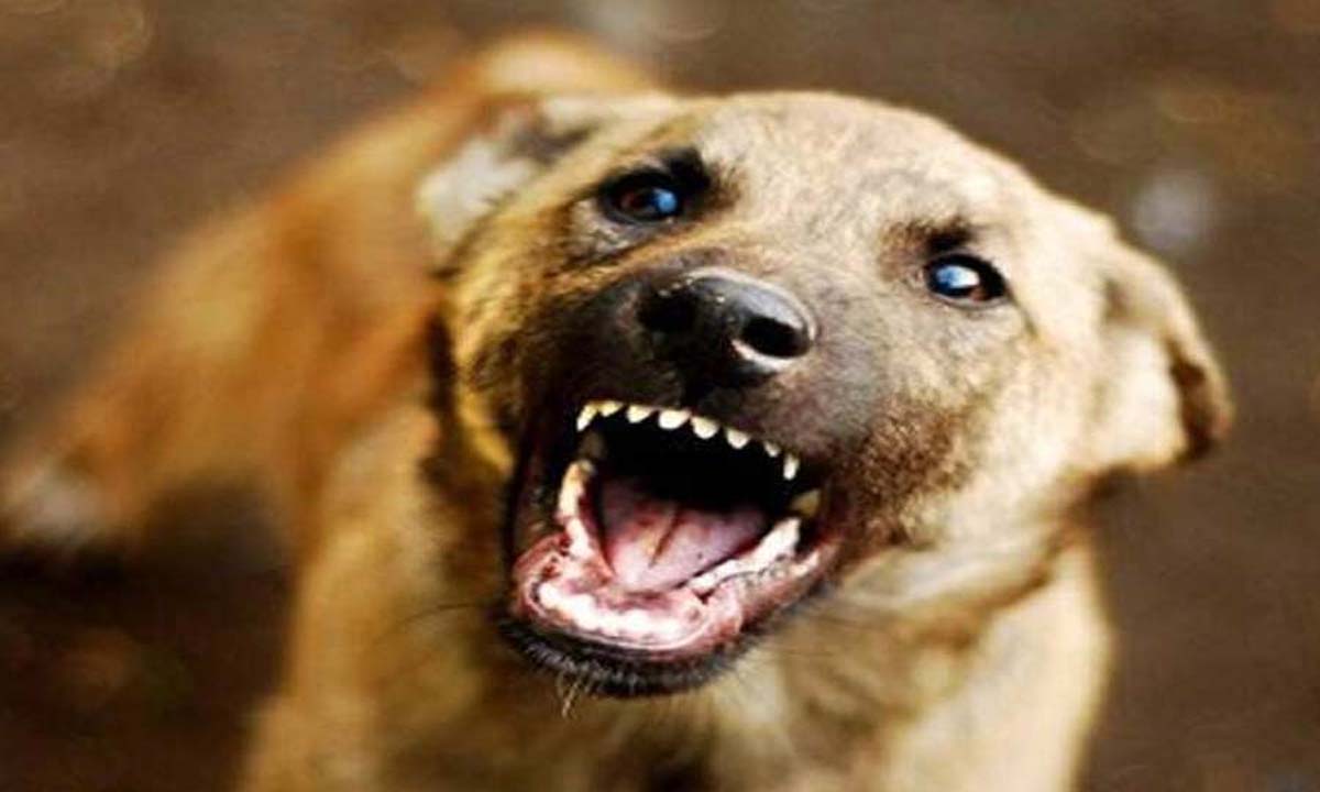 Hyderabad: आवारा कुत्ते के 'हमले' से चार महीने के बच्चे की मौत