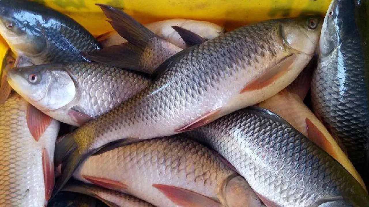 मछली पालकों के लिए केसीसी कवरेज को बढ़ावा दिया जाएगा: आयुक्त