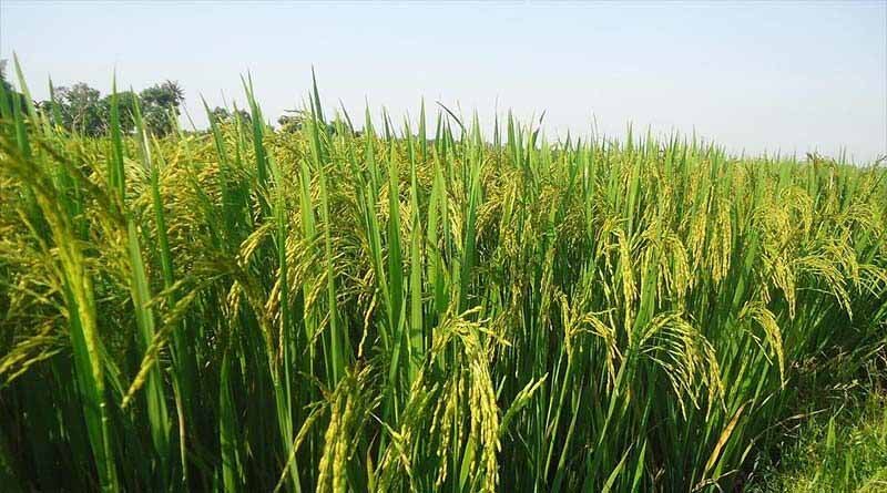 एआईआरसीपी के तहत किसानों के लिए कार्यक्रम आयोजित किया गया