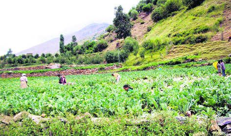 Himachal : विधायक ने मंडी जिला में प्राकृतिक खेती का आह्वान किया
