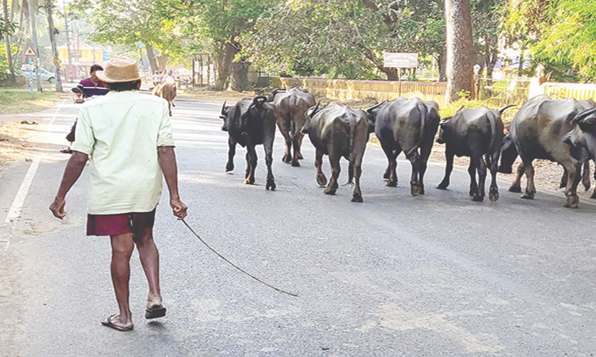 आवारा मवेशियों की समस्या के खिलाफ सख्त कार्रवाई की जरूरत