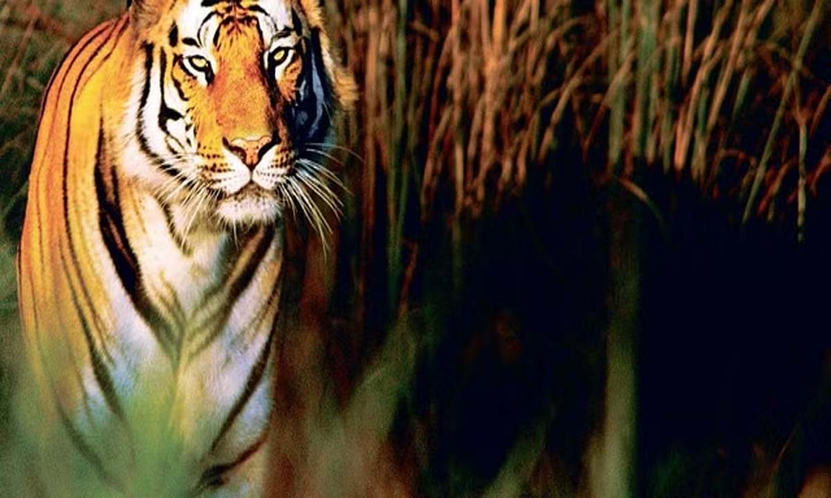 वायनाड में आदमखोर बाघ ने अब गाय को मार डाला
