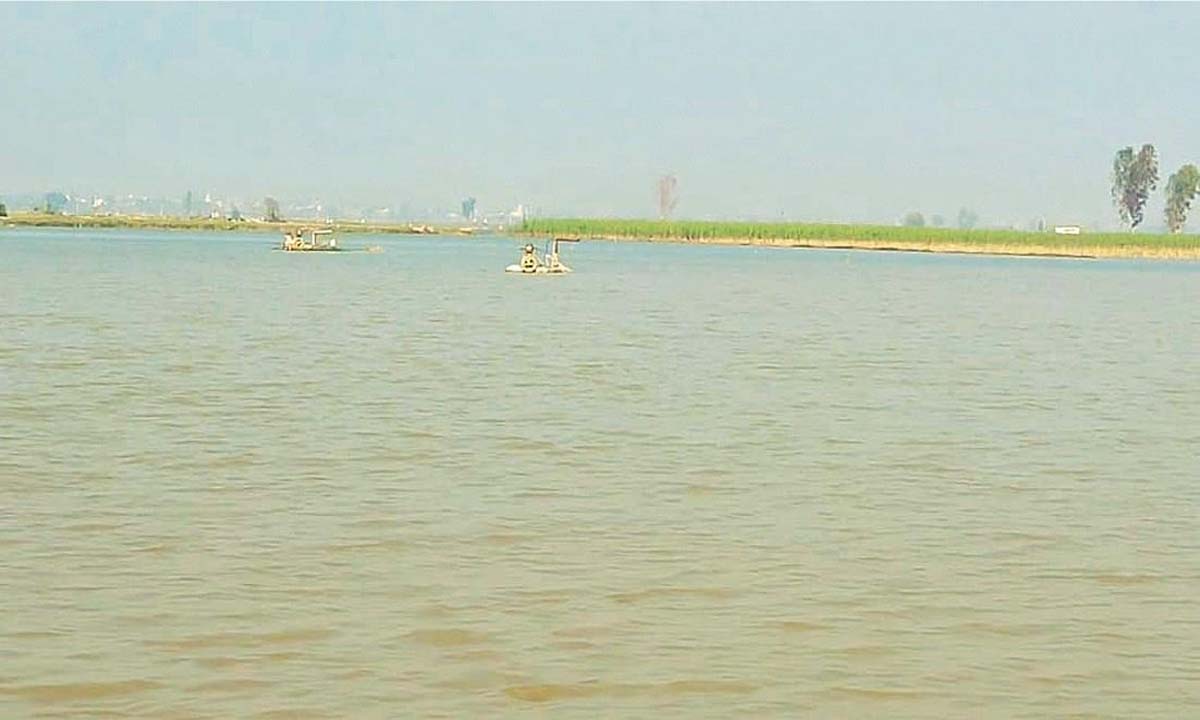 ब्यास का जलस्तर बढ़ने से गेहूं की फसल को नुकसान