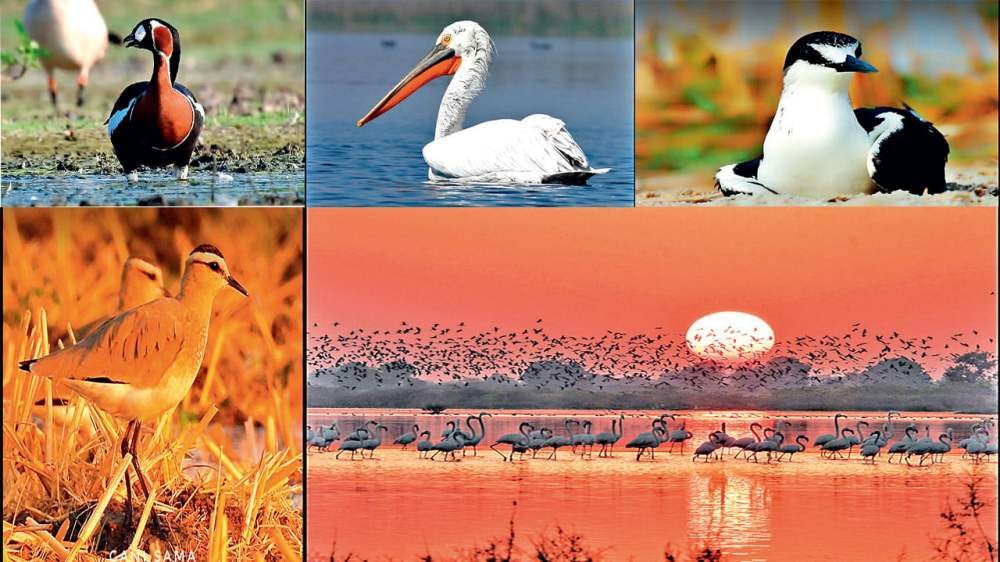 नाला सरोवर अभयारण्य में देश-विदेश से डेढ़ लाख से अधिक श्रद्धालु मेहमान बने