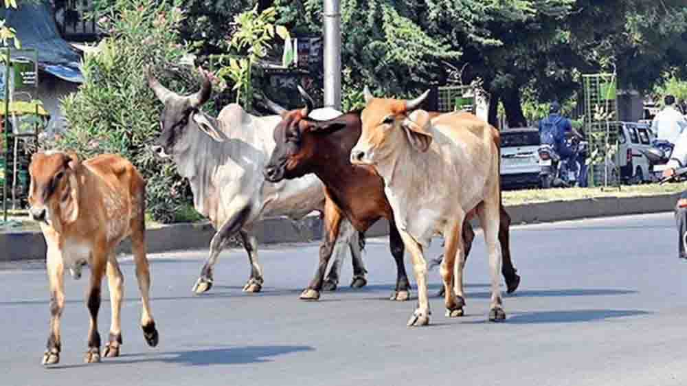 अहमदाबाद में बिना लाइसेंस के मवेशी पकड़े जाने पर मवेशी मालिक के खिलाफ कार्रवाई की जायेगी