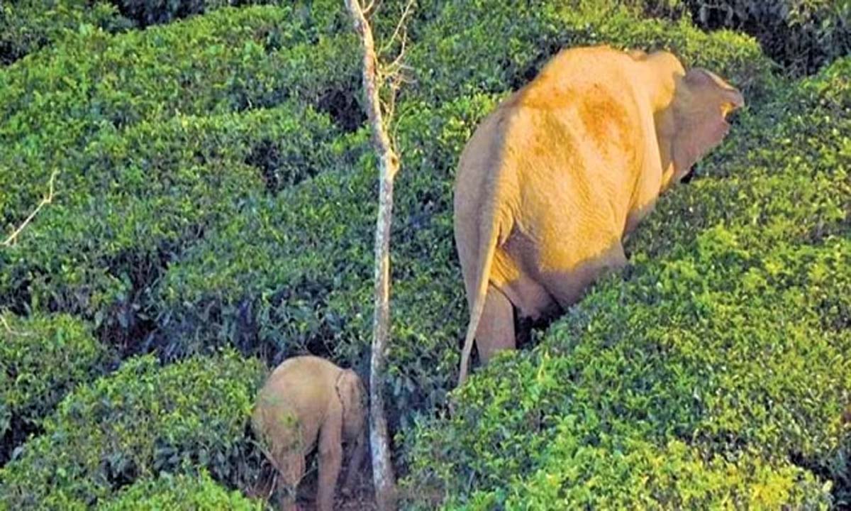Tamil Nadu: वालपराई के पास हाथी का बच्चा अपनी मां से मिल गया