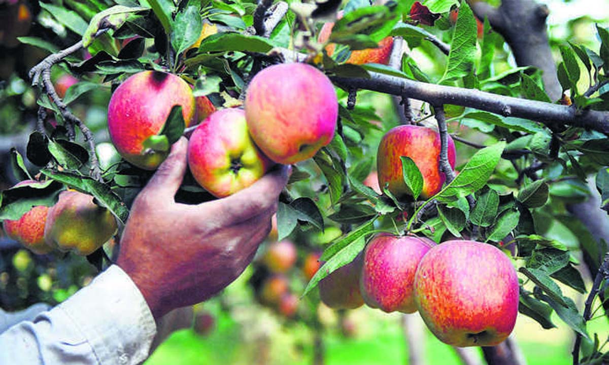 हिमाचल प्रदेश सरकार पर सेब उत्पादकों का 100 करोड़ रुपये बकाया