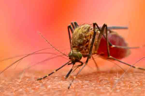 पंजाब में 13 हजार मामलों के साथ इस वर्ष सबसे अधिक डेंगू संक्रमण देखा गया