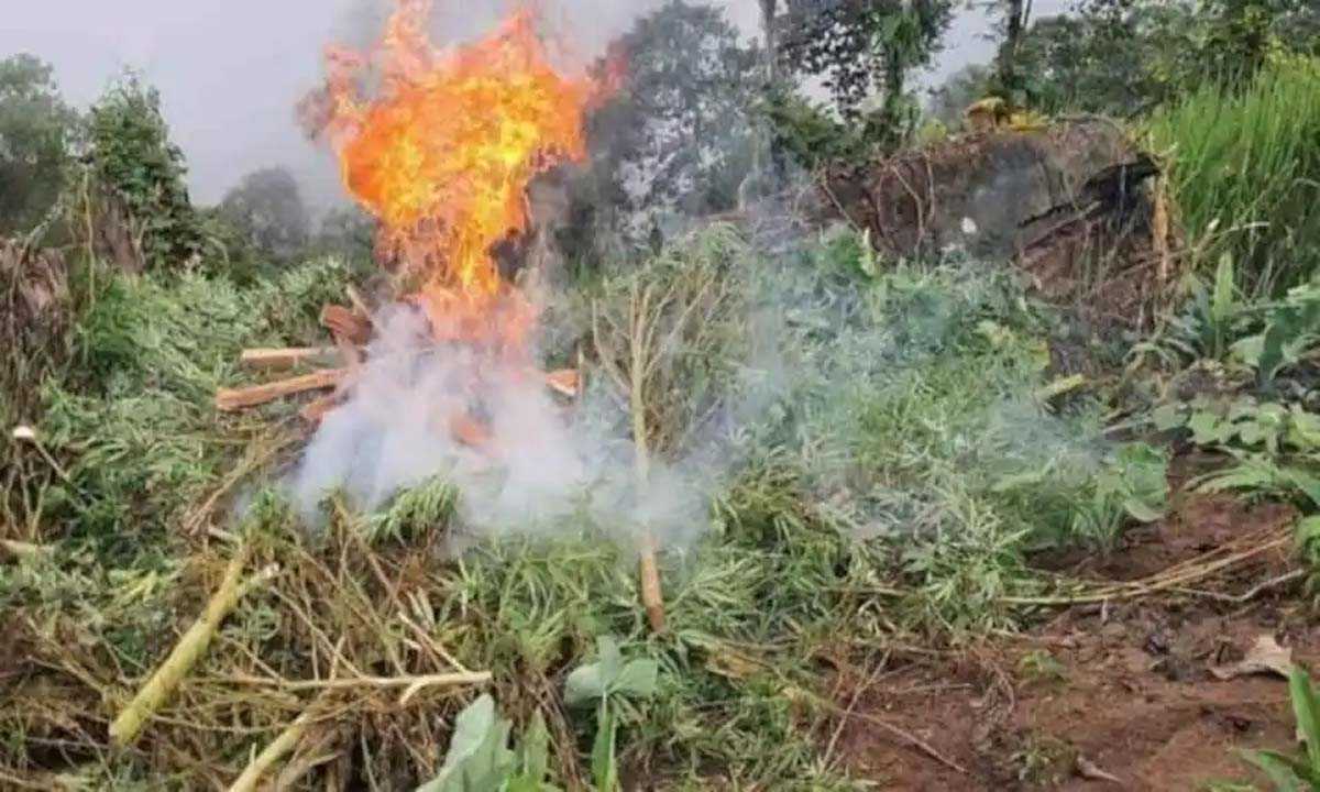 बीएसएफ-सीआरपीएफ ने 60,000 भांग के पौधे नष्ट किए