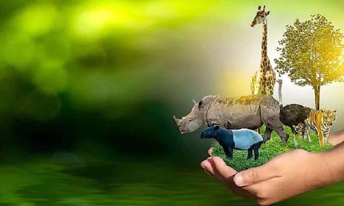 पूरे सूअर जाओ, वन्य जीवन की रक्षा करो