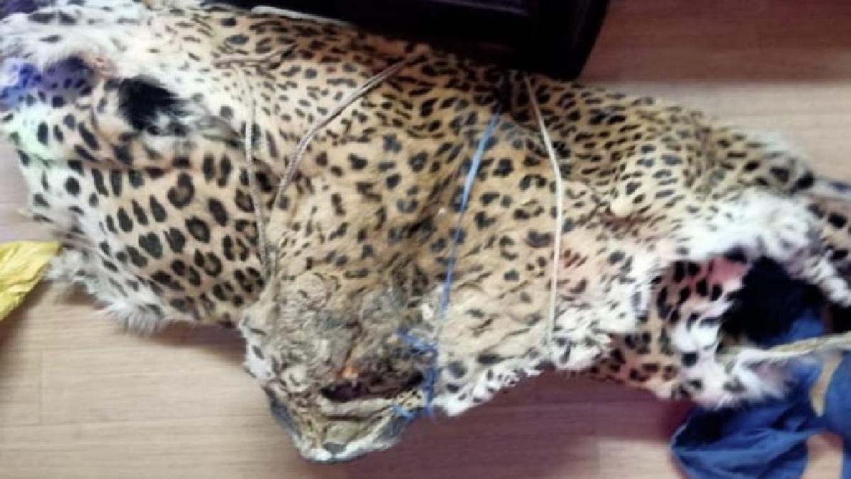 10 लाख कीमत की तेंदुए की खाल जब्त, तीन गिरफ्तार