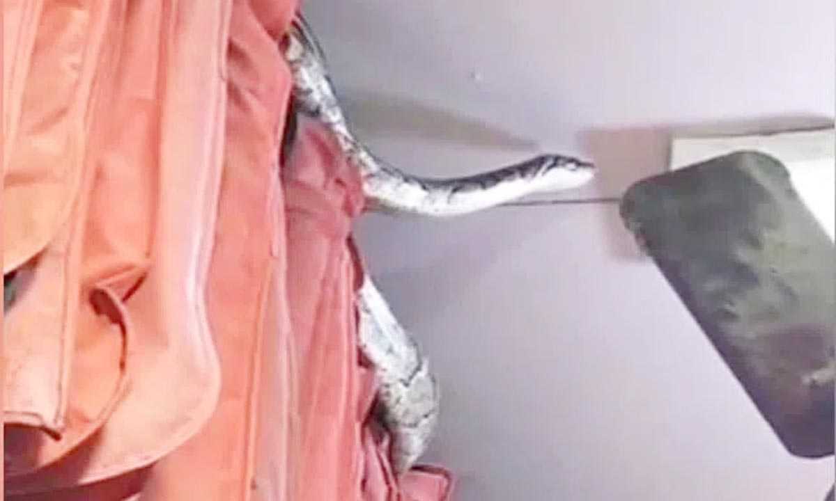 यूपी के मेरठ में कपड़े की दुकान में मिला 14 फीट लंबा अजगर