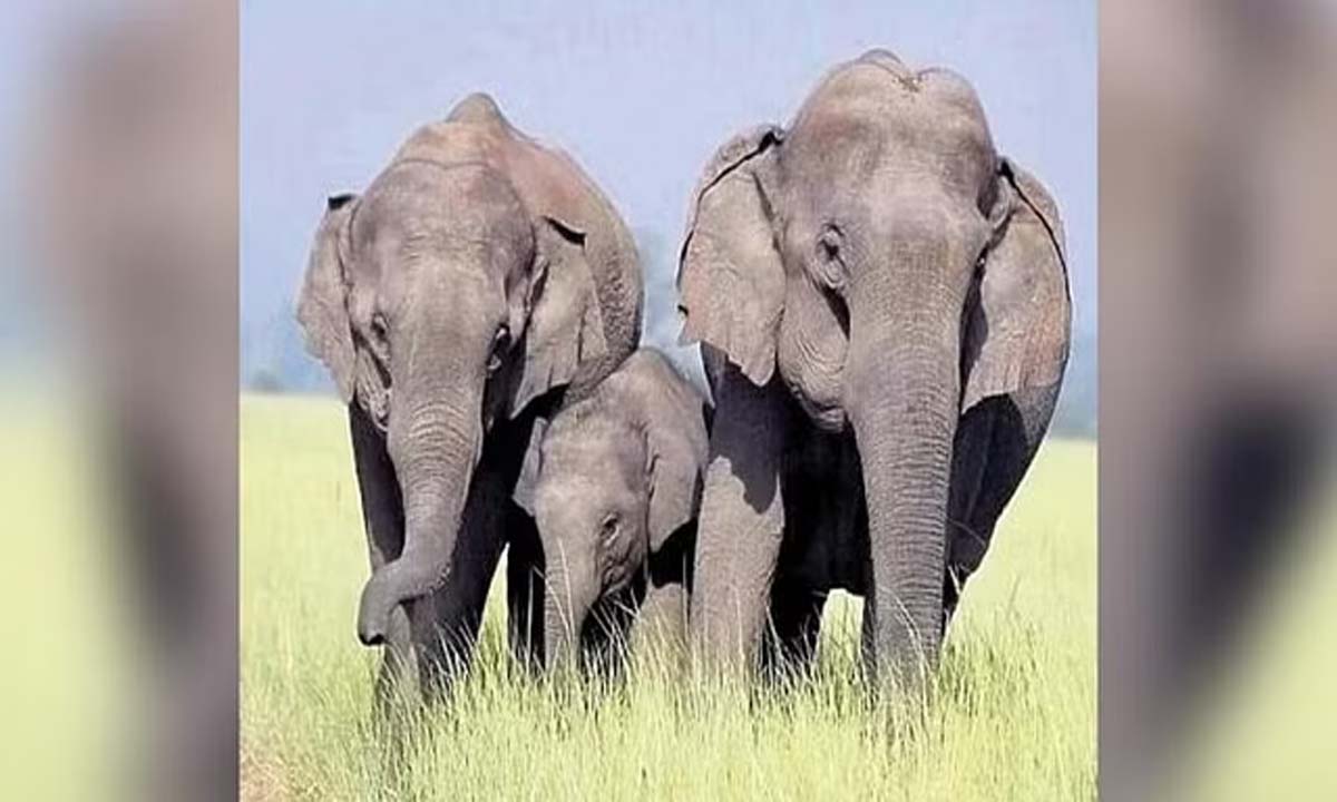 Tamil Nadu News: हाथी के हमले में 73 वर्षीय व्यक्ति की मौत